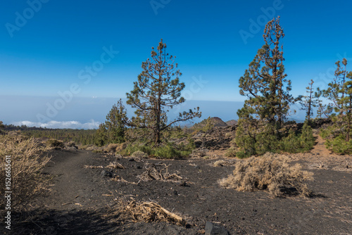 Winter view on volcano Pico del Teide with snow spots from hiking trail Samara. Mountains and lava fields with pine tree forest, blue sky. El Teide National Park, Tenerife, Canary Islands, Spain