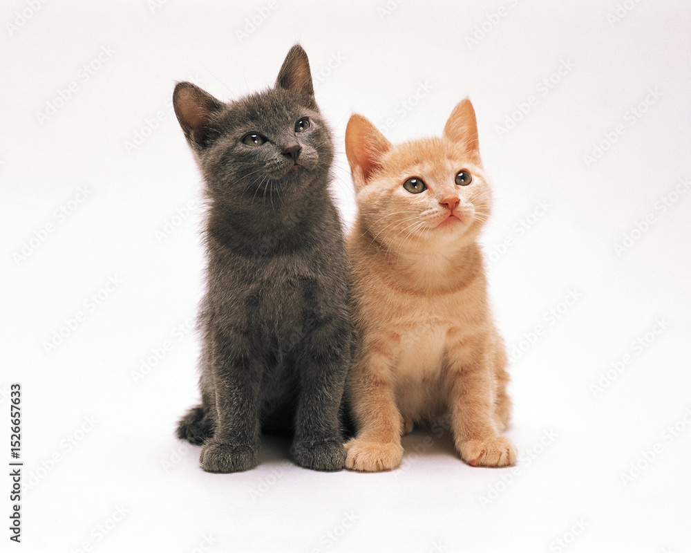 Obraz premium MIL56061//1