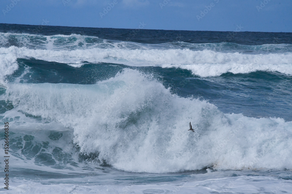 Fototapeta premium Dynamic Ocean Waves with Bird in Flight Over Turbulent Sea Water
