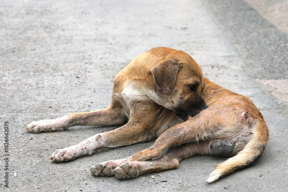 Obraz premium A sick stray dog with a skin condition itches on the street