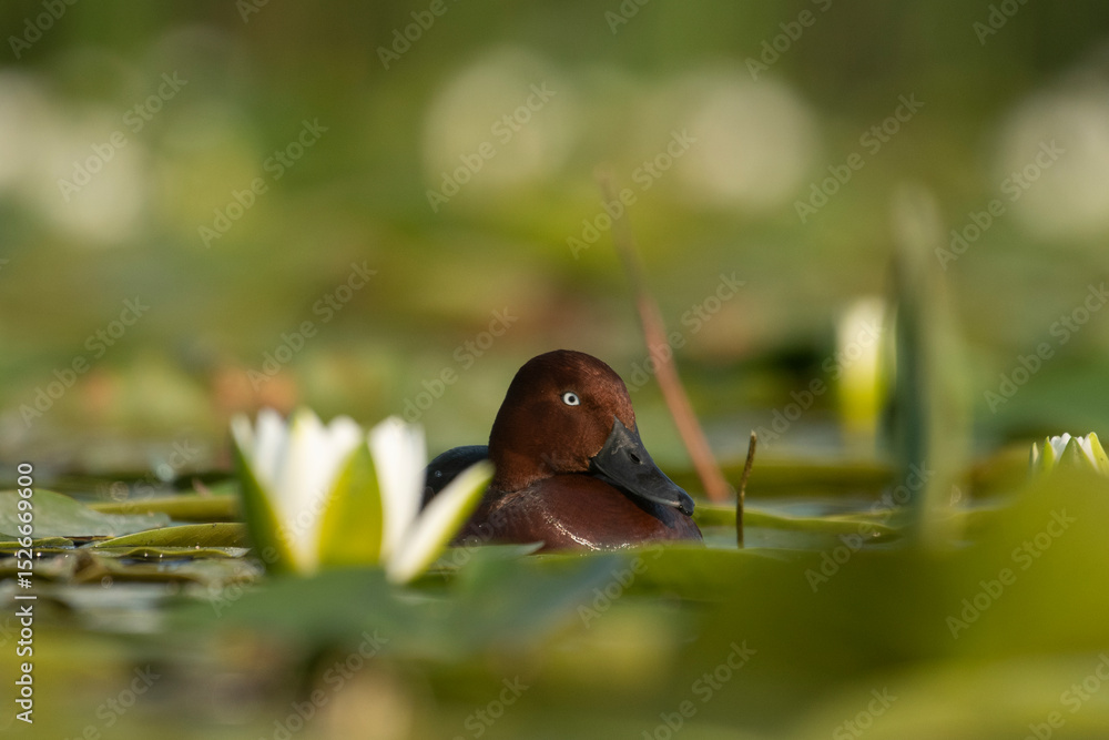 Obraz premium A wild mallard duck on the water in its natural environment
