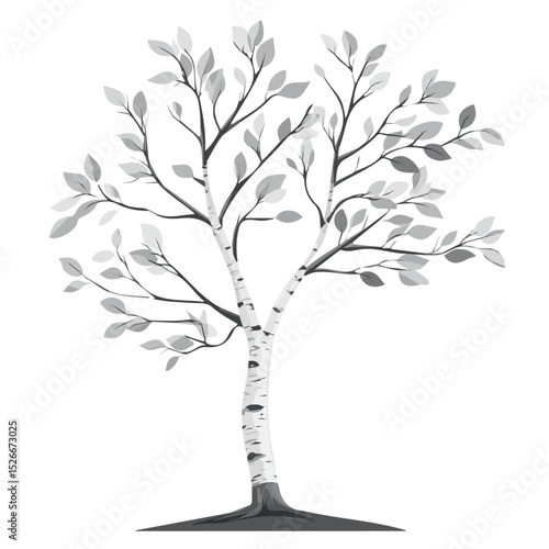 2D flat vector illustration of A Silver Birch Tree, isolated on a white background.