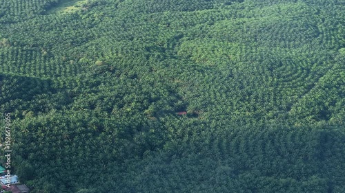 Palm trees in morning mist, soft light and tropical atmosphere.