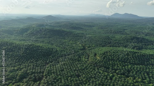 Palm trees in morning mist, soft light and tropical atmosphere.