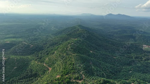 Dramatic morning sunrise over an Asian oil palm plantation. Golden light pierces through low mist, casting long shadows across neat rows of palm trees and creating a warm, cinematic landscape.