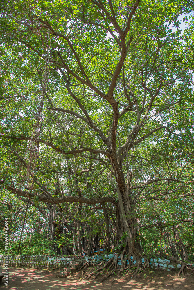Fototapeta premium Banyan tree, Big, huge, giant, This is one of the oldest and largest banyan tree in Maharashtra, India. with sprawling branches and exposed roots, Age, maturity, influence, strength concept.