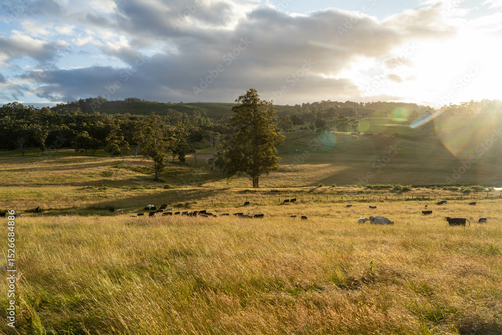 Obraz premium gum tree forest growing cows on Lush Green Pasture. Regenerative Sustainable Australian Agriculture, Scenic Australian Farm Landscape with Eucalyptus Trees on Golden Grasslands farming landscape