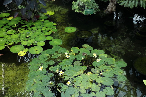 睡蓮の池