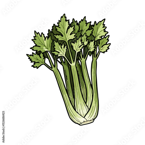 Fresh celery bunch with green leaves on a white background  