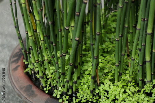 鉢植えのトクサ