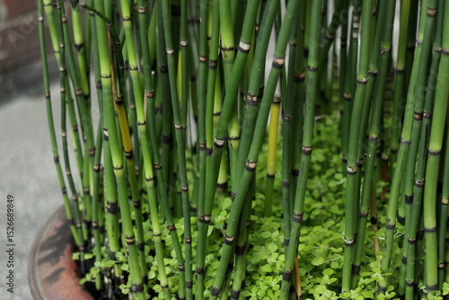 鉢植えのトクサ