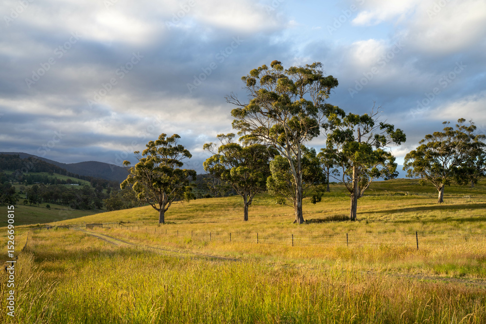 Fototapeta premium gum tree forest growing cows on Lush Green Pasture. Regenerative Sustainable Australian Agriculture, Scenic Australian Farm Landscape with Eucalyptus Trees on Golden Grasslands farming landscape