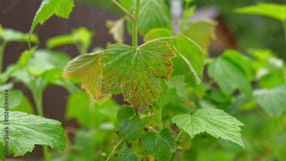 Currant and gooseberry leaf spot. Curling puckering sick blister leaves close-up. Small, dark yellow orange spots on the plant. Puckered blistered leaves distorted by aphids. Yellowish green foliage Currant and gooseberry leaf spot. Curling puckering sick blister leaves close-up. Small, dark yellow orange spots on the plant. Puckered blistered leaves distorted by aphids. Yellowish green foliage
