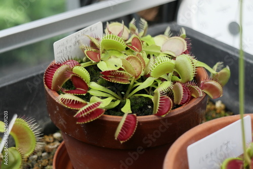 鉢植えのハエトリグサ