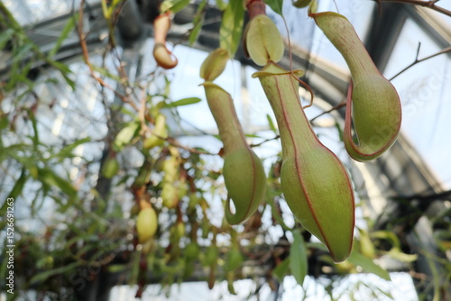 温室のウツボカズラ