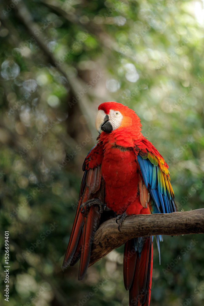 Obraz premium A vibrant scarlet macaw perched on a tree branch, showcasing its striking red, yellow, and blue plumage in a tropical forest environment.