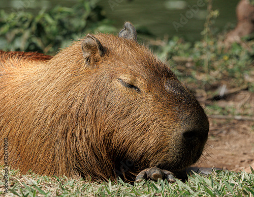 Wallpaper Mural Close-up of a capybara (Hydrochoerus hydrochaeris) peacefully sleeping on the grass in natural habitat. The world’s largest rodent enjoying a moment of rest under the sun. Torontodigital.ca