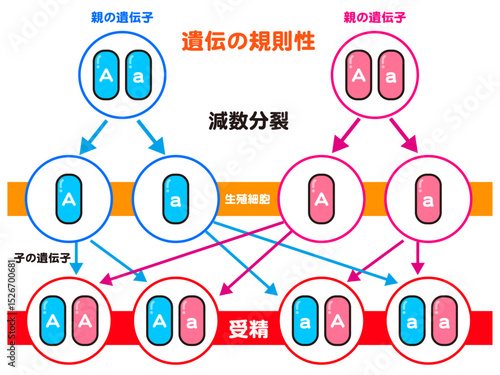 シンプルな遺伝の規則性の図解イラスト素材2