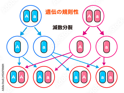 シンプルな遺伝の規則性の図解イラスト素材3
