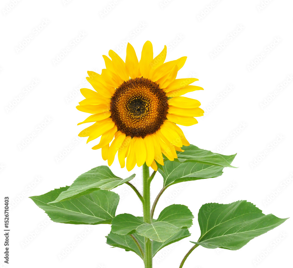 Obraz premium ヒマワリ 