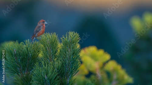 Red crossbill (Loxia curvirostra) perched on the tip of a mountain pine (Pinus uncinata) in a high-altitude forest