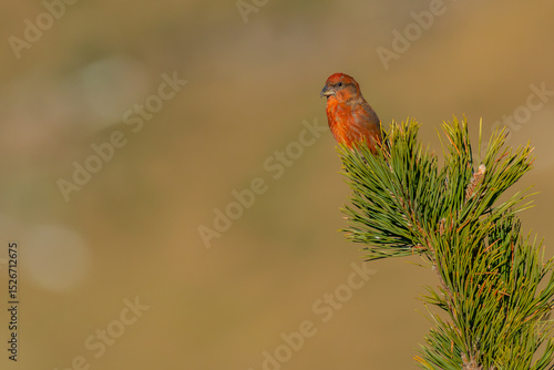 Red crossbill (Loxia curvirostra) perched on the tip of a mountain pine (Pinus uncinata) in a high-altitude forest