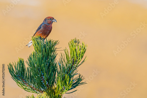 Red crossbill (Loxia curvirostra) perched on the tip of a mountain pine (Pinus uncinata) in a high-altitude forest