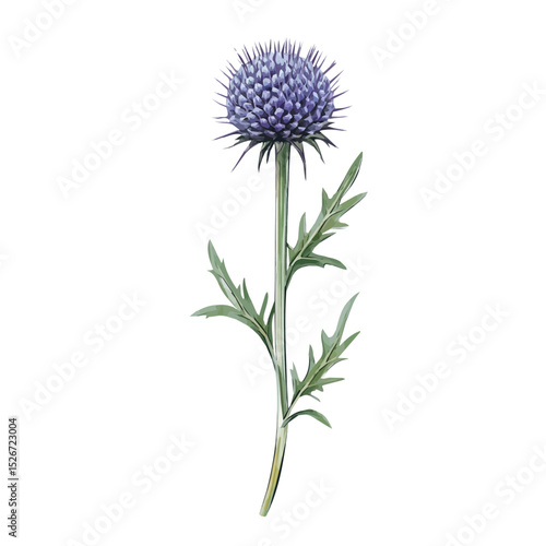 2D flat vector illustration of A Globe Thistle Stem, isolated on a white background.