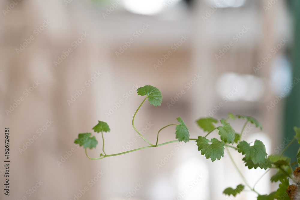 Obraz premium Delicate green plant shoot with small round leaves indoors