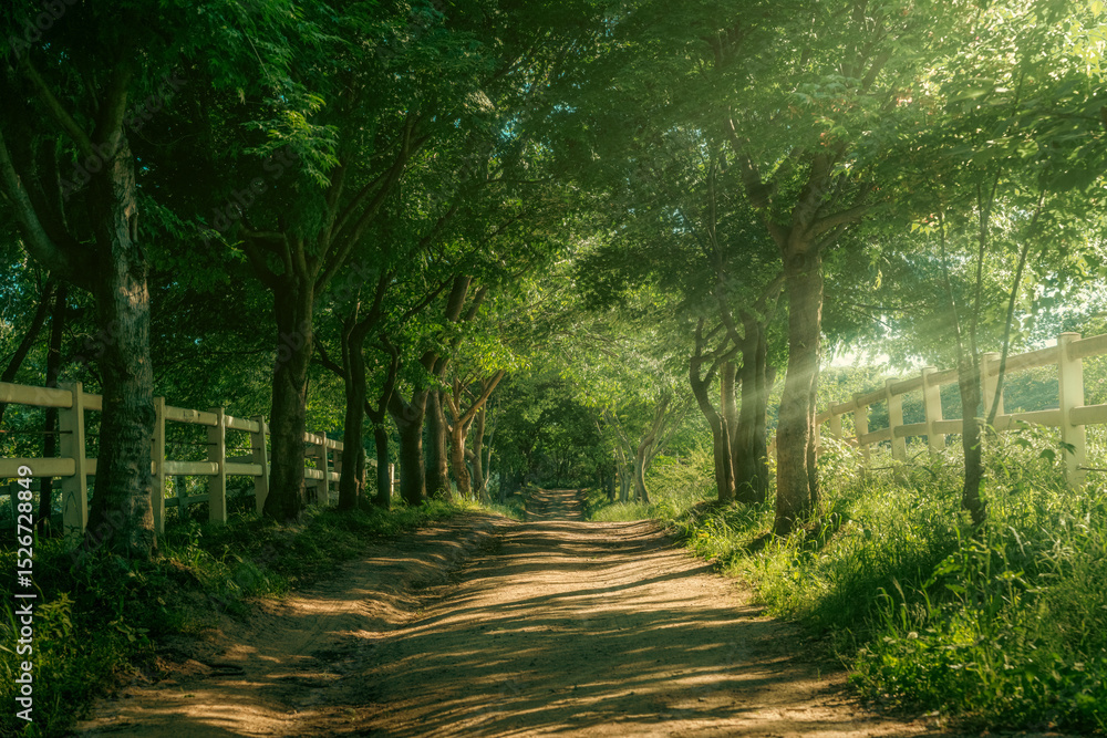 Obraz premium 숲길