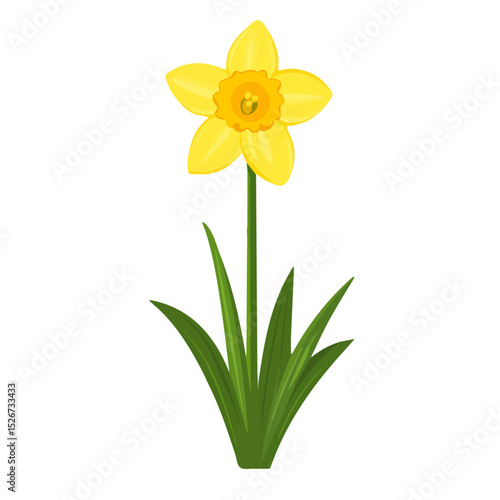 A Daffodil Plant illustration vector 2D flat, isolated on a white background.