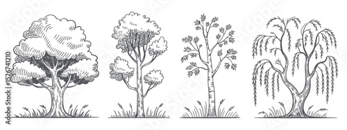 Hand drawn trees illustration set oak birch and weeping willow tree sketch isolated on white background vector illustration nature concept