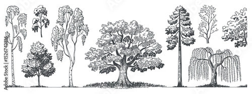 Hand Drawn Tree Illustrations Set with Birch Oak Pine Willow and Bare Trees in Black and White Vector Format