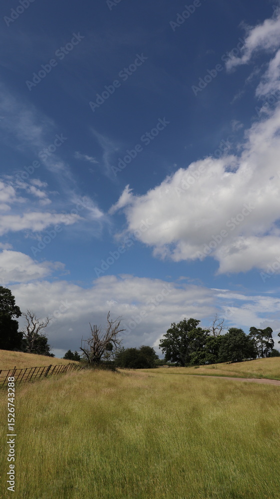 Fototapeta premium green field and blue sky