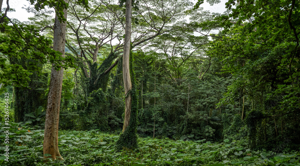 Fototapeta premium Background of Tall Trees in a Jungle Forest.