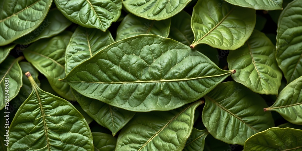 Fototapeta premium Overlapping Leaves: An intricate macro shot of vibrant, healthy leaves, with each vein and curve, portraying the delicate dance of nature's artistry.