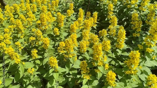 Yellow loosestrife flowers bright blooming in lush green foliage background copy space