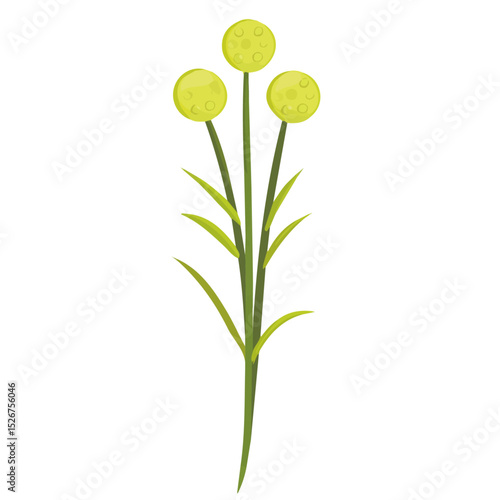 A Billy Button Stem vector 2D flat illustration, isolated on a white background.