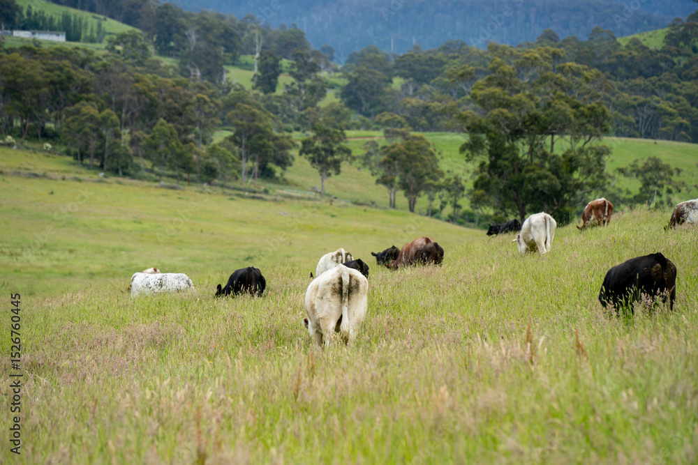 Fototapeta premium wagyu angus cows Mixed Herd of Healthy Beef Cattle Grazing on Lush Green Pasture. Regenerative Sustainable Australian Agriculture, Responsible Livestock Farming, and Natural Environment in Australia
