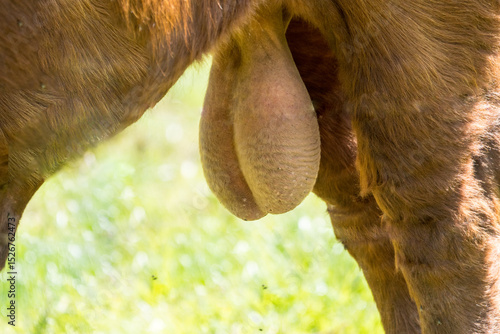 closeup testicles on a bull or beef cattle concept animal husbandry or breeding on a farm