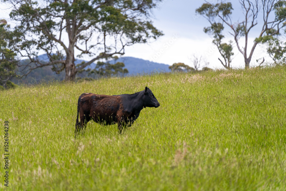 wagyu angus cows Mixed Herd of Healthy Beef Cattle Grazing on Lush Green Pasture. Regenerative Sustainable Australian Agriculture, Responsible Livestock Farming, and Natural Environment in Australia wagyu angus cows Mixed Herd of Healthy Beef Cattle Grazing on Lush Green Pasture. Regenerative Sustainable Australian Agriculture, Responsible Livestock Farming, and Natural Environment in Australia