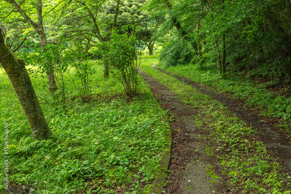 Fototapeta premium 群馬県みどり市の東宮公園で撮影された、森林に囲まれた緑豊かな散策路。柔らかな自然光と新緑が広がる、春から初夏にかけての穏やかな風景。森林浴やハイキング、背景素材にも最適。