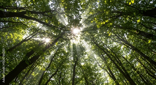 Sunlight Filtering Through a Dense Forest Canopy