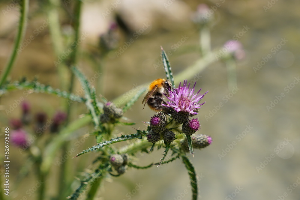 Wildbiene sucht Nektar Wildbiene sucht Nektar
