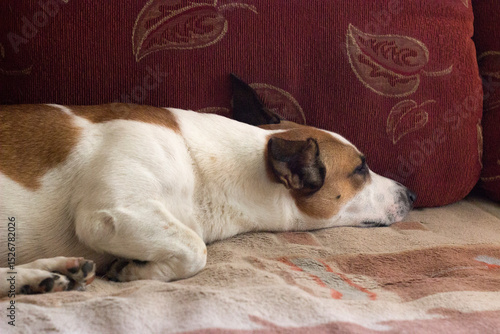 Jack russell terrier sleeping on a sofa in the living room