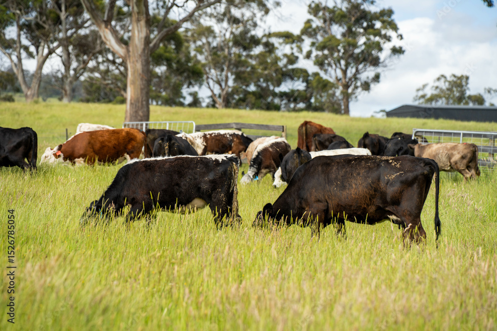 wagyu angus cows Mixed Herd of Healthy Beef Cattle Grazing on Lush Green Pasture. Regenerative Sustainable Australian Agriculture, Responsible Livestock Farming, and Natural Environment in Australia wagyu angus cows Mixed Herd of Healthy Beef Cattle Grazing on Lush Green Pasture. Regenerative Sustainable Australian Agriculture, Responsible Livestock Farming, and Natural Environment in Australia
