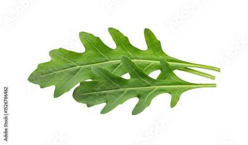 Fresh arugula leaves isolated on a white background, isolated, no background