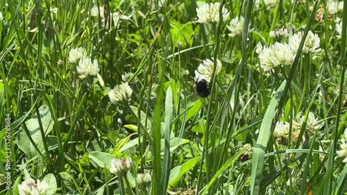 green grass