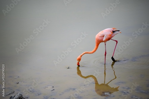 A Galápagos flamingo feeding in a shallow lagoon on Santa Cruz Island, Galápagos. The bird is reflected in the still water, creating a serene and minimalist wildlife scene.
