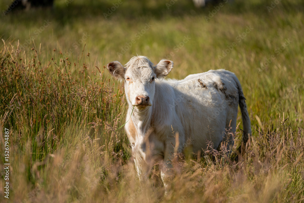 Obraz premium wagyu angus cows Mixed Herd of Healthy Beef Cattle Grazing on Lush Green Pasture. Regenerative Sustainable Australian Agriculture, Responsible Livestock Farming, and Natural Environment in Australia